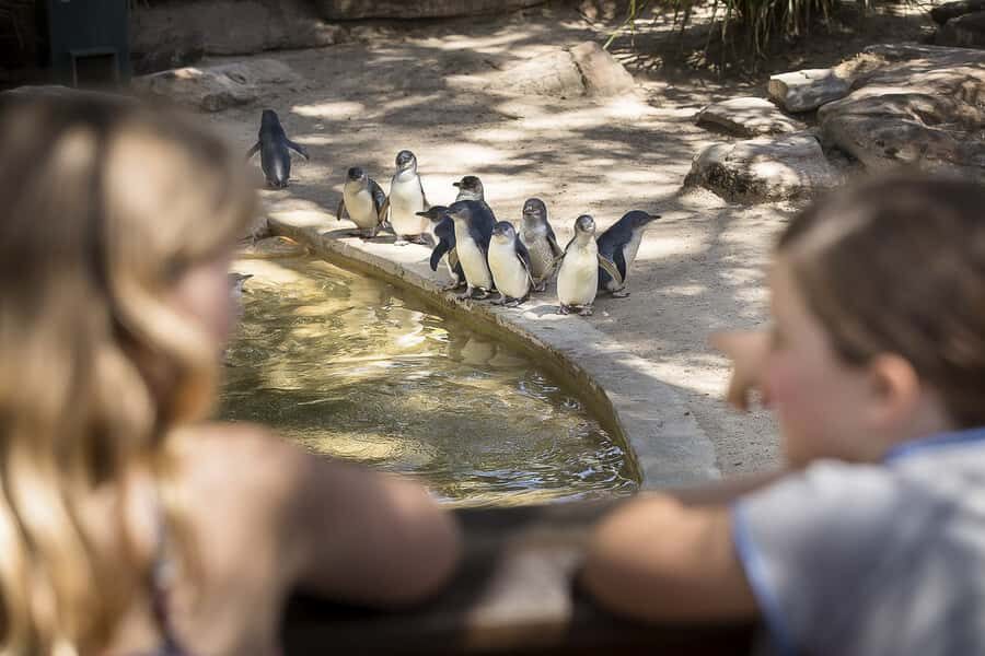 Adelaide Zoo: General Admission Tickets - Giant pandas: timing is your best friend