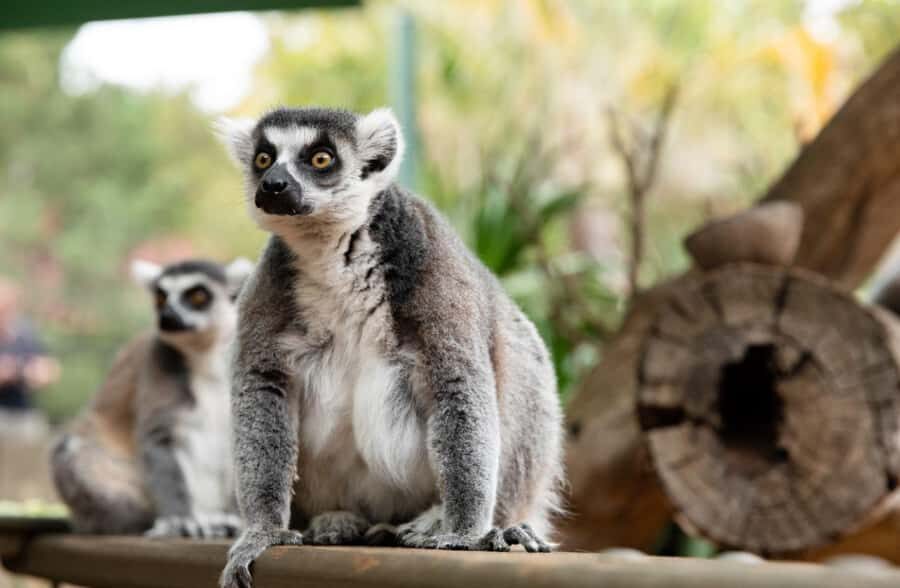 Adelaide Zoo: General Admission Tickets - Keepers, shows, and the zoo’s daily rhythm