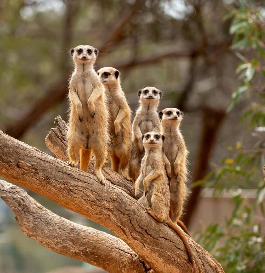 Adelaide Zoo: General Admission Tickets - Australia favorites: wallabies, meerkats, and the joy of native wildlife