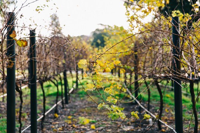Australian Wine Discovery Tour Ticket - Guides Make the Difference: Names to Watch For