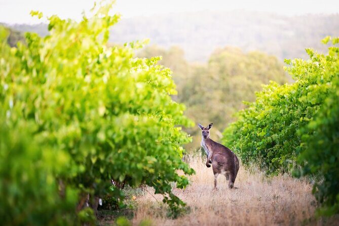 Barossa Small Group Wine Tours with Wine Tasting and Lunch - Barossa With Room to Breathe: Why Max-8 Matters