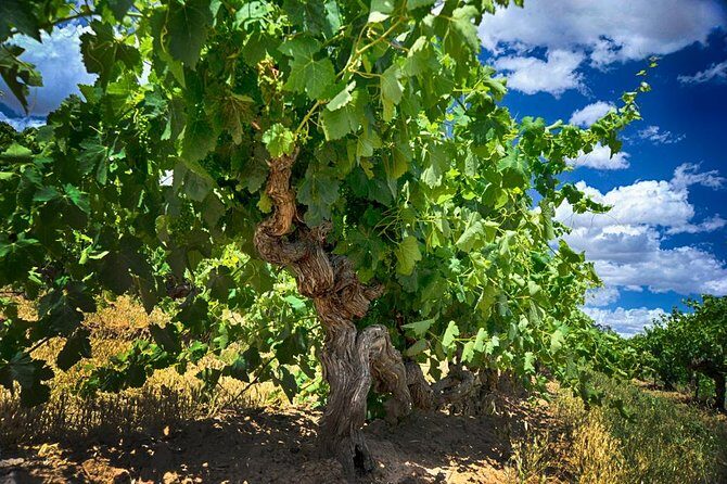Barossa Valley Full-Day Tour - Stop 5: Château Tanunda for heritage-style tasting time