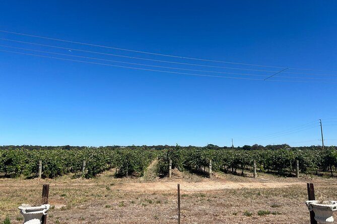 Barossa Valley Gin and Wine Tour - Quick Highlights You’ll Care About