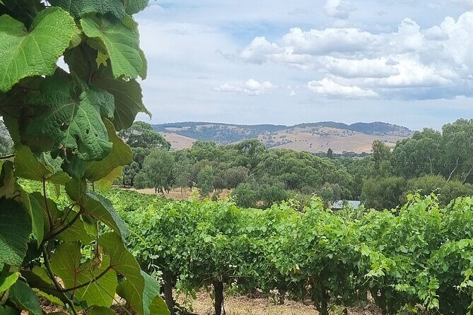 Barossa Valley Shared Tour with Wine Tasting and Lunch - Rockford Winery: traditional winemaking done by hand
