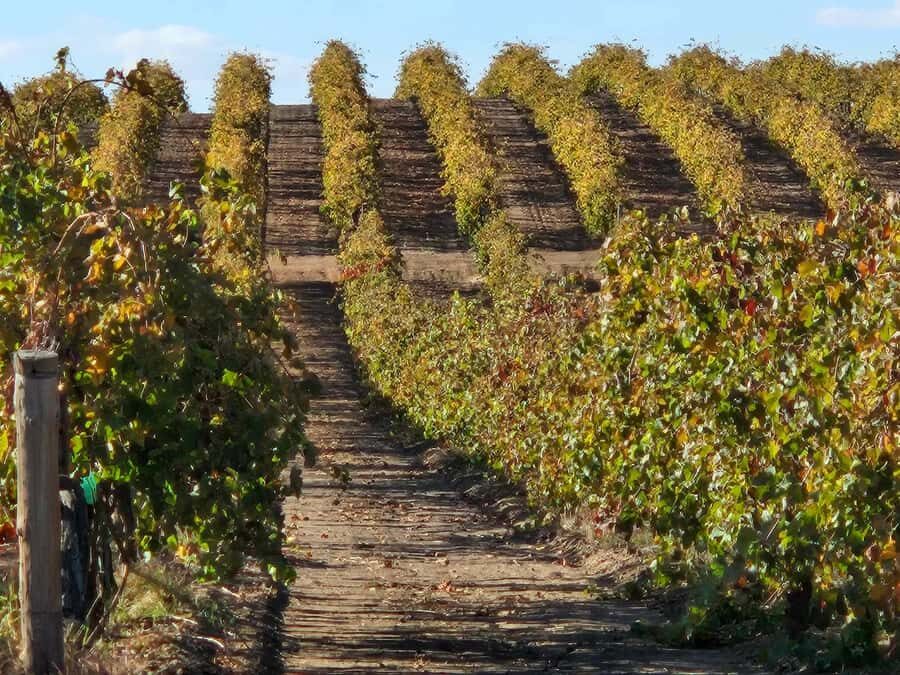 Barossa Valley Wine Tour - Smart Tips to Make the Day Easier