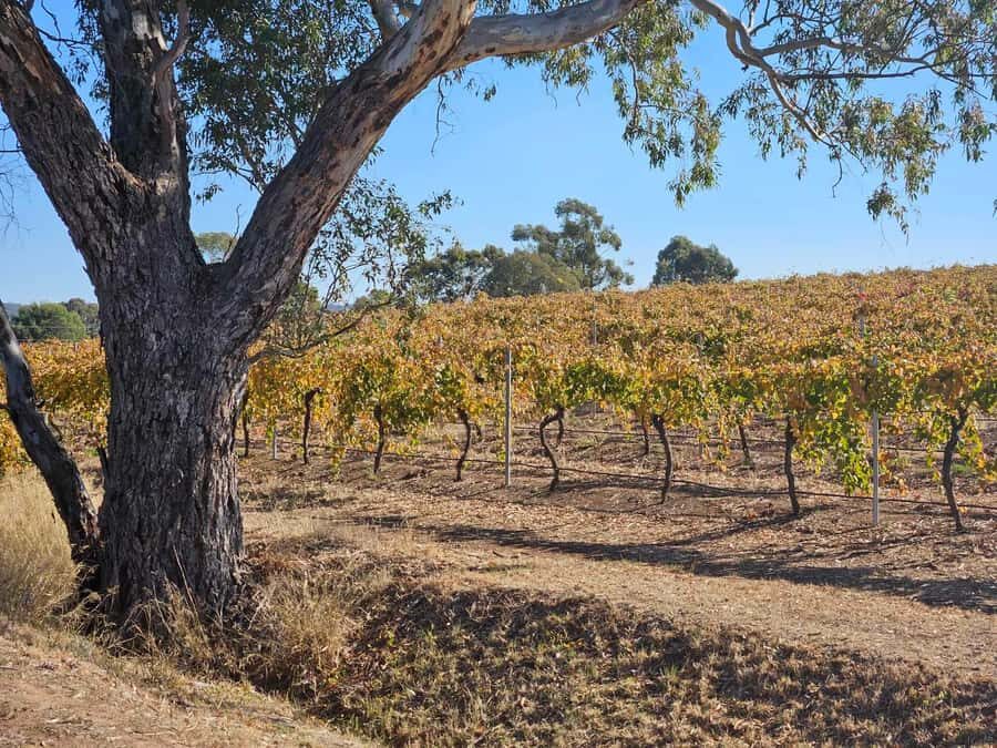 Barossa Valley Wine Tour - Getting From Adelaide to the Wineries Without Stress
