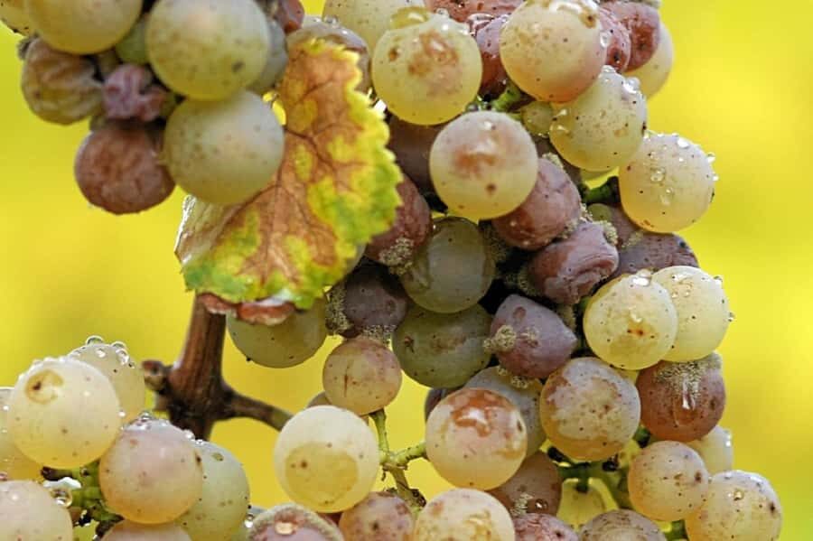 Clare Valley Wine Escape - Auburn morning tea and why it’s not wasted time