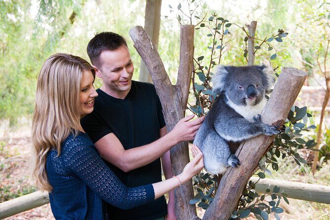 Cleland Wildlife Park Experience - from Adelaide including Mt Lofty Summit - First Impressions: The Adelaide Hills Ride in a Small Group
