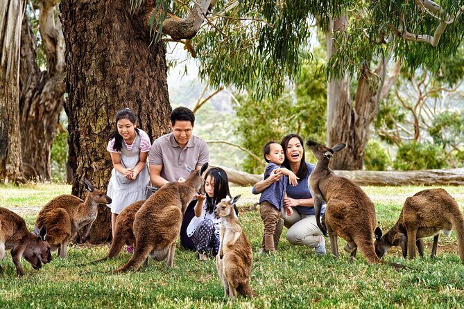 Cleland Wildlife Park Experience - from Adelaide including Mt Lofty Summit - Timing That Works: What the Five-Hour Day Feels Like