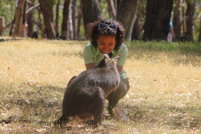 Cleland Wildlife Park Experience - from Adelaide including Mt Lofty Summit - Price and Value: Why $88.94 Makes Sense Here