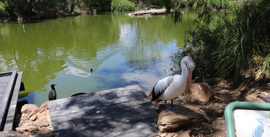 Cleland Wildlife Park Experience with Mount Lofty Summit - Who this day trip suits best (and who should skip it)