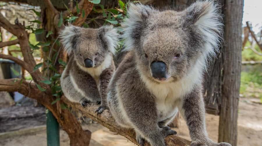 Cleland Wildlife Park Experience with Mount Lofty Summit - Mount Lofty Summit stop: panoramic start over Adelaide Hills
