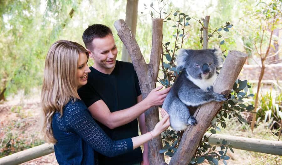 Cleland Wildlife Park Experience with Mount Lofty Summit - Koala close-up included: touch-and-photo plus heat cancellations