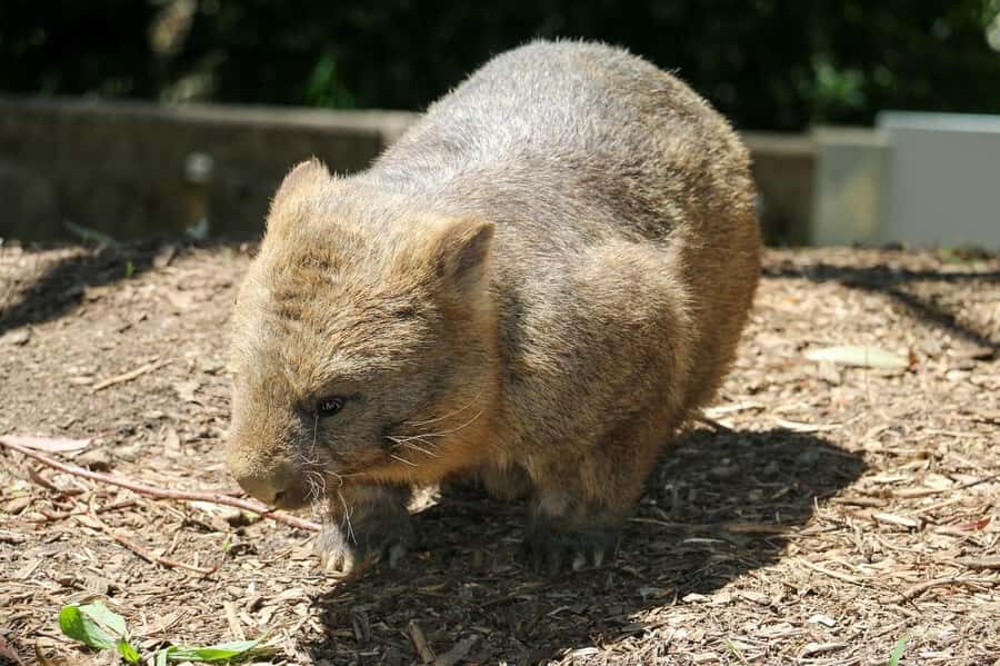 Cleland Wildlife Park Experience with Mount Lofty Summit - Wetlands, birds, and the rest of the park’s animal mix