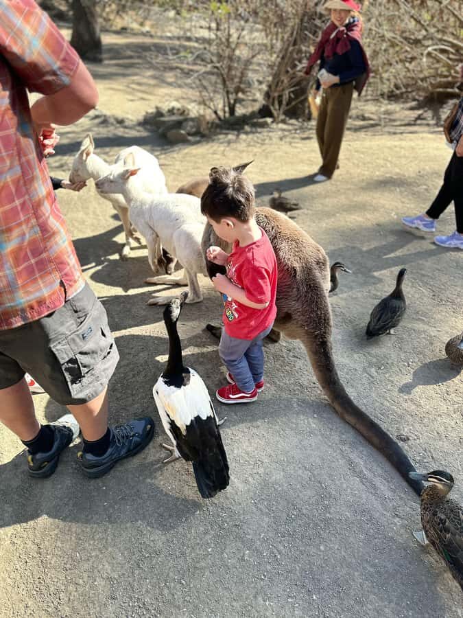 Cuddle a Koala and Historic Hahndorf Tour - Key things to know before you go