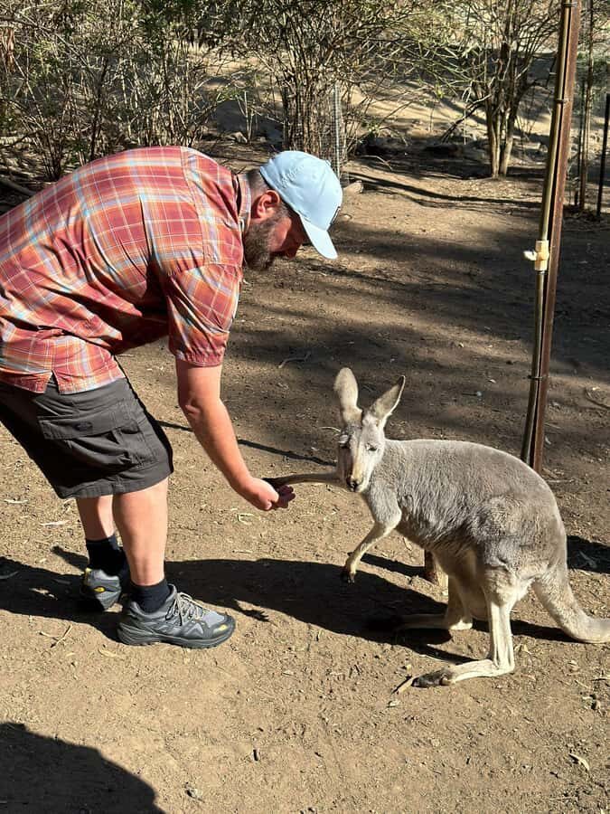 Cuddle a Koala and Historic Hahndorf Tour - Mount Lofty Summit: Adelaide’s Highest Peak for Panoramic Stops
