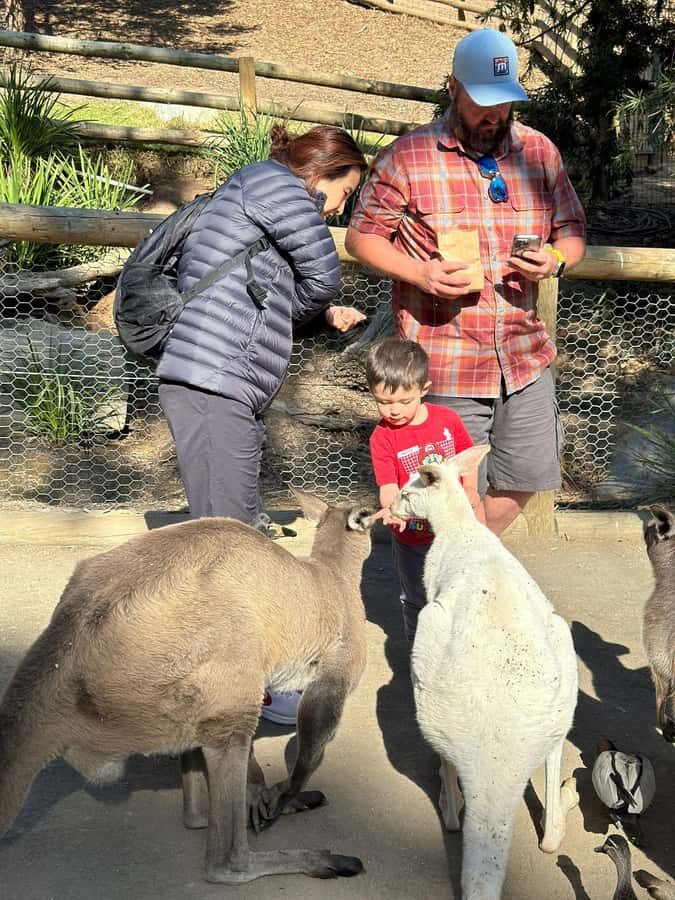 Cuddle a Koala and Historic Hahndorf Tour - Melba’s Chocolate Factory and Woodside Cheese Wrights Tastings