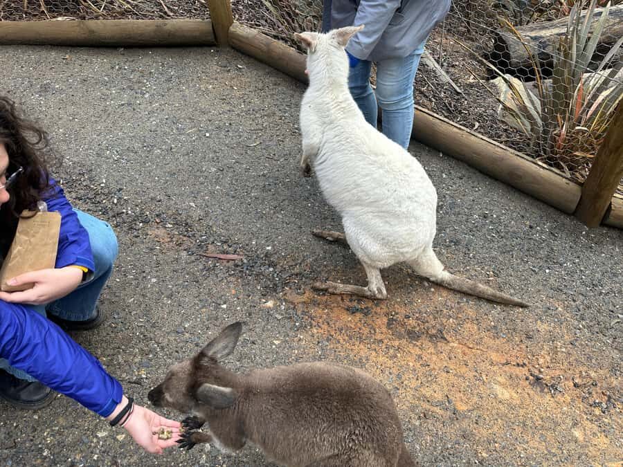 Cuddle a Koala and Historic Hahndorf Tour - Beerenberg Strawberry Farm Shop: Jam Tastings and Condiment Shopping