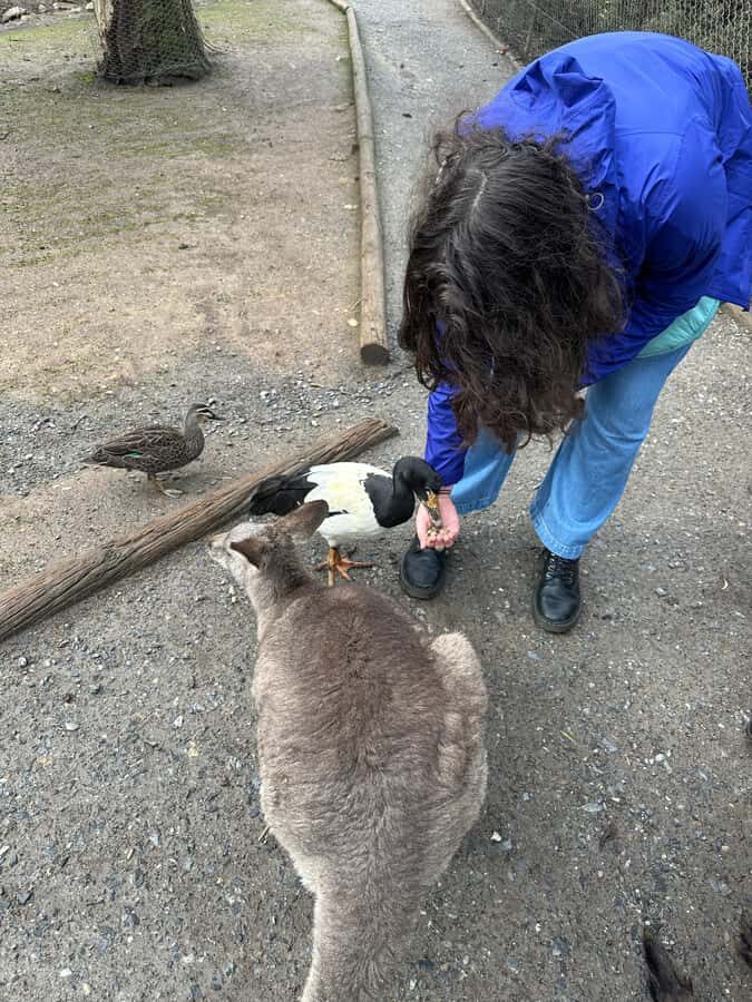 Cuddle a Koala and Historic Hahndorf Tour - What $244 Buys You: Value, Pace, and Group Pace Reality