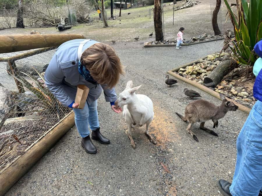 Cuddle a Koala and Historic Hahndorf Tour - Should You Book This Adelaide Hills Tour?
