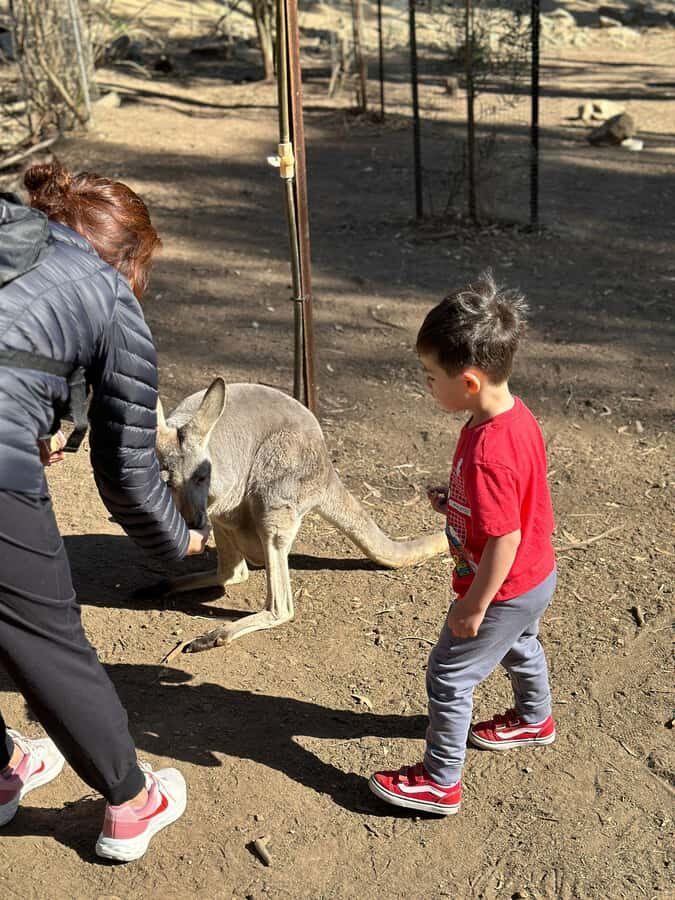 Cuddle a Koala and Historic Hahndorf Tour - Pickup and Route: Adelaide CBD, Glenelg, and the Hills Villages