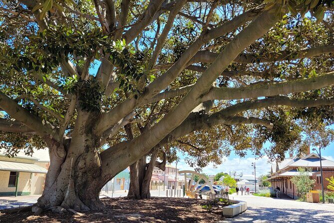 Discover Victor Harbor Walking Tour - Coral Street and the original Town Hall: where culture took root