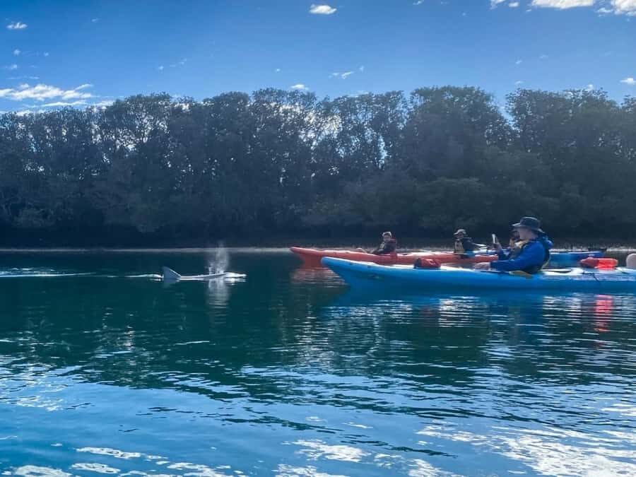 Dolphin Sanctuary and Ships Graveyard Kayak Tour - Who this tour suits best (and who should skip it)