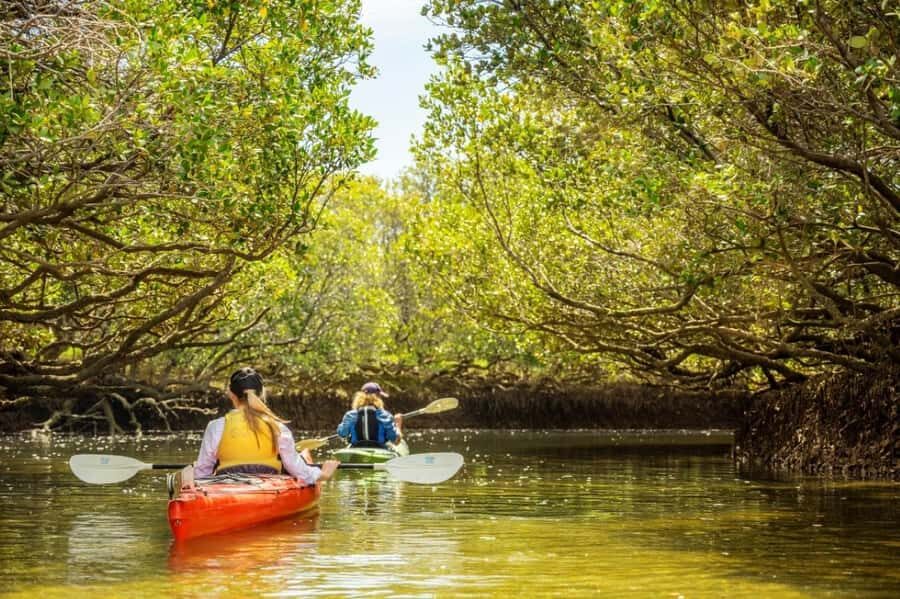 Dolphin Sanctuary and Ships Graveyard Kayak Tour - Kayaking the Port Adelaide River in 3 hours