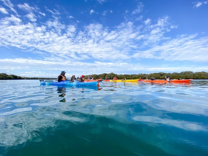Dolphin Sanctuary and Ships Graveyard Kayak Tour - Birds, marine life, and the quiet joy of sheltered paddling