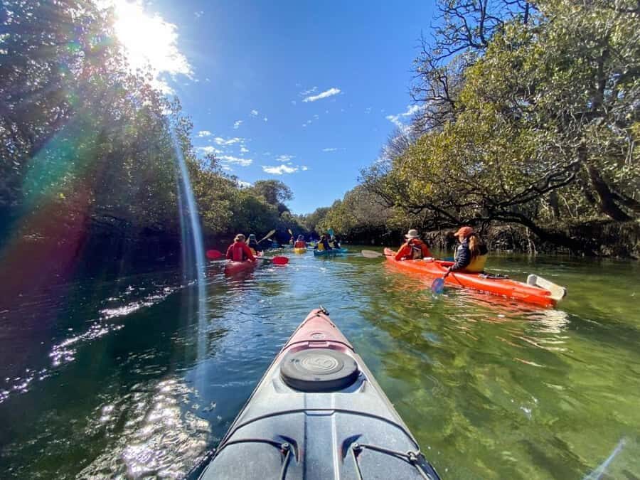 Dolphin Sanctuary and Ships Graveyard Kayak Tour - Price and value: what $55 covers and what it doesn’t