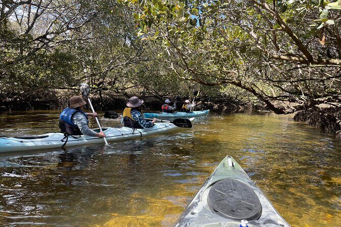 Dolphin Sanctuary Kayak Tour Adelaide - Key things I’d put on your shortlist