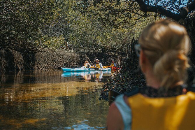 Dolphin Sanctuary Kayak Tour Adelaide - Dolphins in a wild sanctuary: how to think about the odds