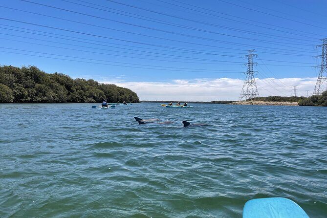 Dolphin Sanctuary Kayak Tour Adelaide - The pace, fitness level, and who will feel most comfortable