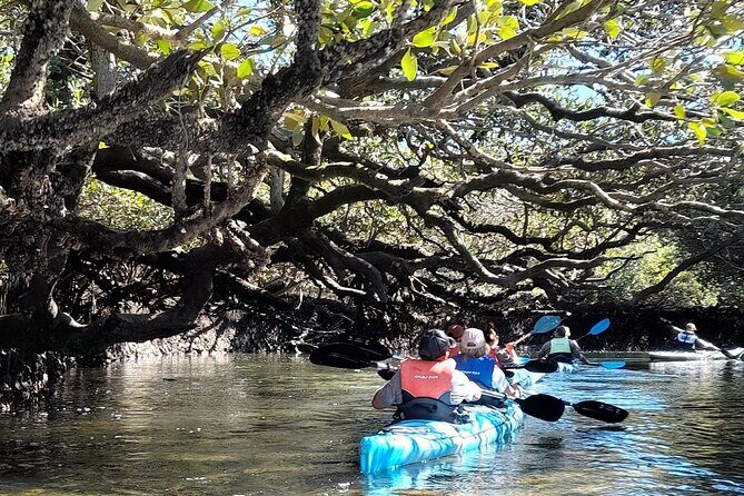 Dolphin Sanctuary Kayak Tour Adelaide - Value check: is $56.66 for a 3-hour kayak worth it?