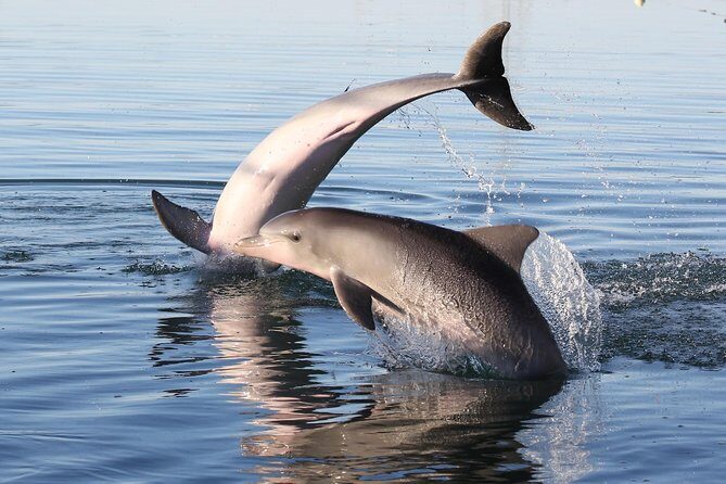 Dolphin Sanctuary Kayak Tour Adelaide - Small details that can make or break your day