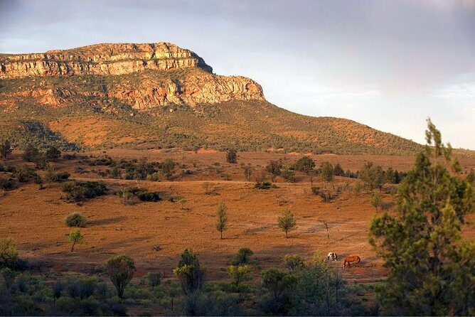 Flinders Ranges 3-Day Small Group 4WD Eco Tour from Adelaide - Day 3: early bush walk, then Clare Valley wine tasting on the way back