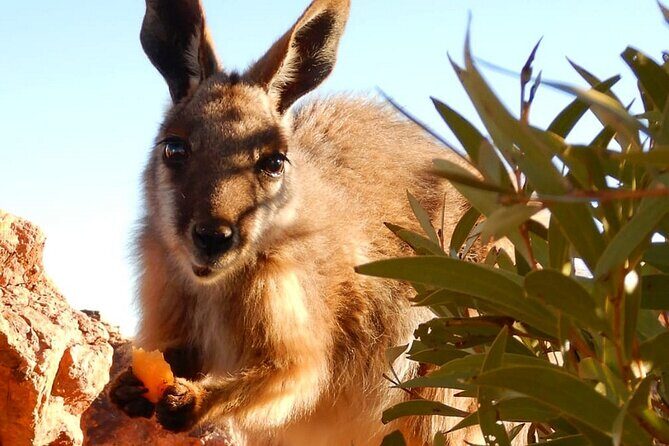 Flinders Ranges 5-Day Small Group 4WD Eco Tour from Adelaide - Blinman Mine and the view from above: pick your moments