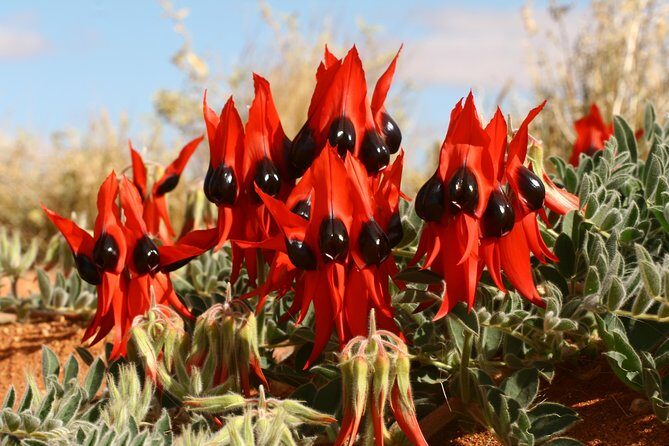 Flinders Ranges 5-Day Small Group 4WD Eco Tour from Adelaide - Brachina Gorge walking + Iga Warta community context