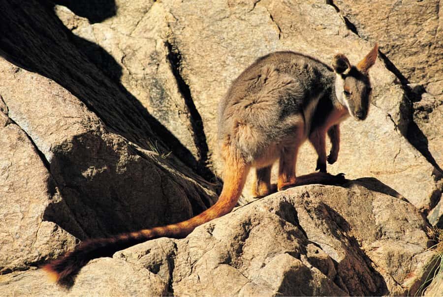 Flinders Ranges & Outback: 5-Day 4WD Tour from Adelaide - Flinders Ranges and Arkaroola: the smart 5-day 4WD loop
