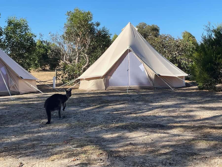From Adelaide: Kangaroo Island Epic 2-Day Small Group Tour - Quick Picks: What You’ll Like Most