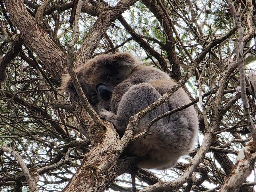 From Adelaide: Premium 2-Day Kangaroo Island Minibus Tour - Key takeaways before you go