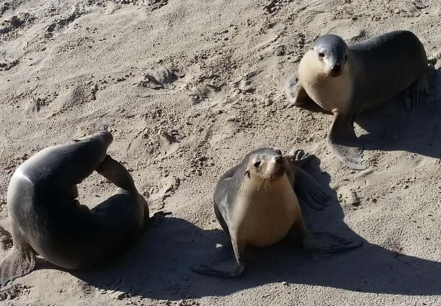 From Adelaide: Premium 2-Day Kangaroo Island Minibus Tour - Seal Bay Conservation Park: the private sea-lion beach walk