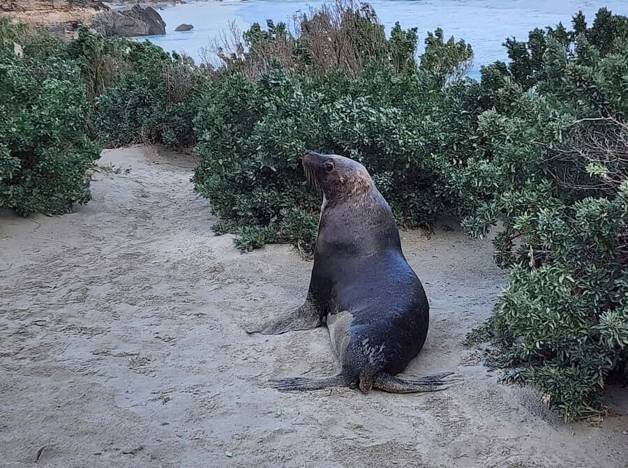 From Adelaide: Premium 2-Day Kangaroo Island Minibus Tour - Day 2 starts with Little Sahara 4x4 buggy ride and koalas in the wild