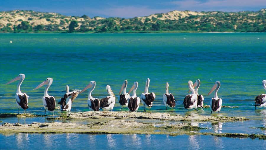 From Goolwa: Half-Day Coorong Experience - Storm Boy Country and the Coorong Shacks: Film-Spot Scenery Without the Museum Vibe
