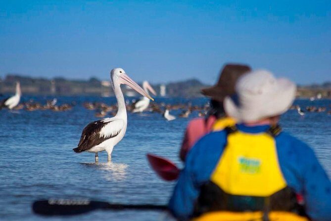 Full Day Kayaking Tour in Coorong National Park - Who this tour is perfect for