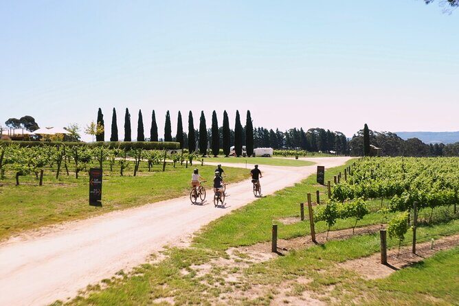 Hahndorf food and wine E-Bike Tour - Udder Delights cheese cellar: bread, cheese board, and quince paste
