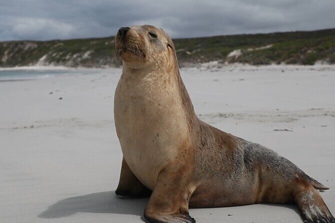 Kangaroo Island 2-Day Wildlife Adventure Small Group tour - Seal Bay and Flinders Chase on Day 2: sea lions plus the island’s icons