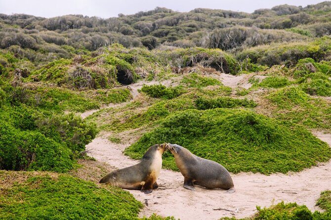 Kangaroo Island 2-Day Wildlife Adventure Small Group tour - Price and value: what €531.22 buys you (and why it can still be fair)
