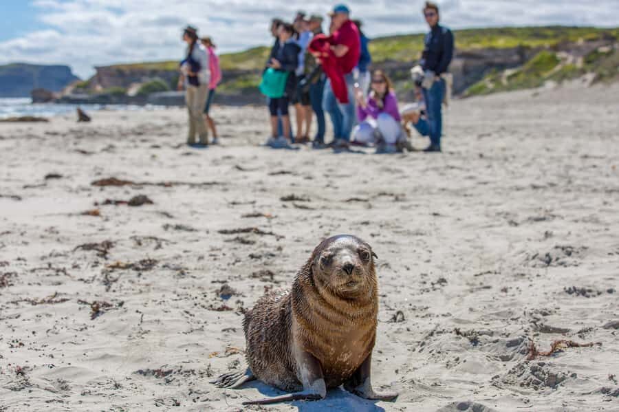 Kangaroo Island Full Day Experience by Ferry Including Lunch - Flinders Chase National Park: Admirals Arch boardwalk views