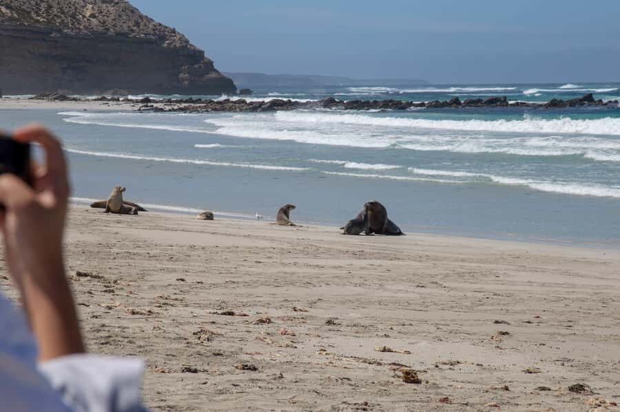 Kangaroo Island Full Day Experience by Ferry Including Lunch - Wildlife time beyond the big names: kangaroos, wallabies, koalas, echidnas